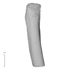 NH MER35 99 Gorilla gorilla gorilla ulna left proximal posterior