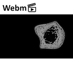 NH MER35 99 Gorilla gorilla gorilla ulna left proximal ct stack movie