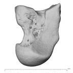 NH MER32 807 Lophocebus albigena ssp. capitate left ulnar