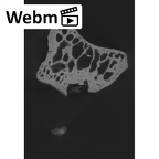 NH MER33 788 Lophocebus albigena ssp. capitate left ct stack movie