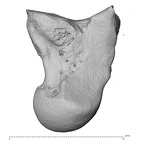 NH MER34 852 Lophocebus albigena ssp. capitate left ulnar
