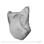 NH MER39 275 Mandrillus leucophaeus hamate right ulnar