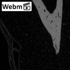 NH MER39 275 Mandrillus leucophaeus hand phalanx fifth proximal right ct stack movie