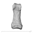 hand phalanx first proximal right