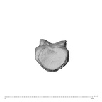 NH MER39 275 Mandrillus leucophaeus hand phalanx first proximal right proximal