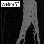 NH MER39 275 Mandrillus leucophaeus hand phalanx first proximal right ct stack movie