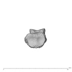 NH MER39 275 Mandrillus leucophaeus hand phalanx fourth middle right proximal