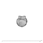 NH MER39 275 Mandrillus leucophaeus hand phalanx fourth proximal right proximal