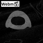 NH MER39 275 Mandrillus leucophaeus hand phalanx fourth proximal right ct stack movie