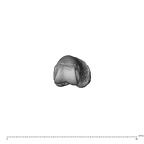 NH MER39 275 Mandrillus leucophaeus hand phalanx second proximal right distal