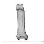 hand phalanx second proximal right