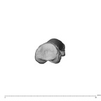 NH MER39 275 Mandrillus leucophaeus hand phalanx second proximal right proximal