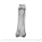 hand phalanx third proximal right