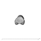 NH MER39 275 Mandrillus leucophaeus hand phalanx third proximal right proximal