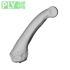 NH MER39 275 Mandrillus leucophaeus hand phalanx third proximal right ply