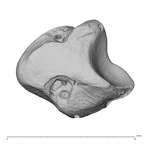 NH MER39 275 Mandrillus leucophaeus lunate right disto-ulnar