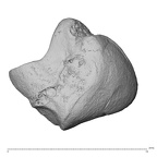 NH MER39 275 Mandrillus leucophaeus lunate right proximo-radial