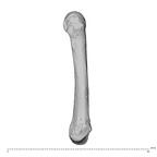 NH MER39 275 Mandrillus leucophaeus metacarpal fifth right radial