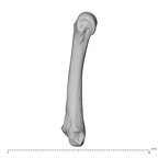 NH MER39 275 Mandrillus leucophaeus metacarpal fifth right ulnar