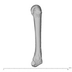 NH MER39 275 Mandrillus leucophaeus metacarpal fourth right radial