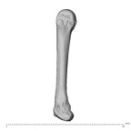 NH MER39 275 Mandrillus leucophaeus metacarpal fourth right ulnar