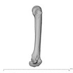NH MER39 275 Mandrillus leucophaeus metacarpal second right radial