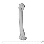 NH MER39 275 Mandrillus leucophaeus metacarpal second right ulnar