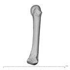 NH MER39 275 Mandrillus leucophaeus metacarpal third right radial