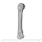 NH MER39 275 Mandrillus leucophaeus metacarpal third right ulnar