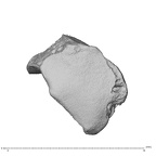 NH MER39 275 Mandrillus leucophaeus os centrale right disto-radial