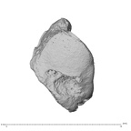 NH MER39 275 Mandrillus leucophaeus os centrale right proximo-radial