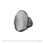 pisiform right