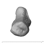 NH MER39 275 Mandrillus leucophaeus pisiform right ulnar