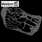 NH MER39 275 Mandrillus leucophaeus pisiform right ct stack movie