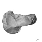 NH MER39 275 Mandrillus leucophaeus scaphoid right distal