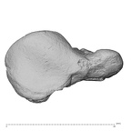 NH MER39 275 Mandrillus leucophaeus scaphoid right radial