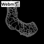 NH MER39 275 Mandrillus leucophaeus scaphoid right ct stack movie