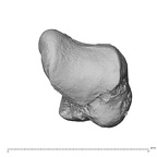 trapezium right