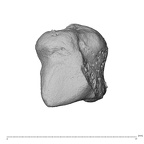 NH MER39 275 Mandrillus leucophaeus trapezium right proximo-radial