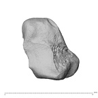 NH MER39 275 Mandrillus leucophaeus trapezium right proximo-ulnar