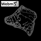 NH MER39 275 Mandrillus leucophaeus trapezium right ct stack movie