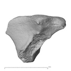 NH MER39 275 Mandrillus leucophaeus trapezoid right proximal