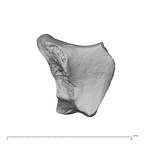 NH MER39 275 Mandrillus leucophaeus trapezoid right radial