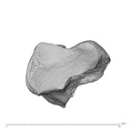 NH MER39 275 Mandrillus leucophaeus trapezoid right ulnar
