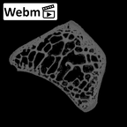 NH MER39 275 Mandrillus leucophaeus trapezoid right ct stack movie