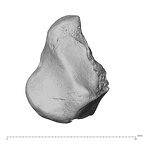 NH MER39 275 Mandrillus leucophaeus triquetrum right ulnar