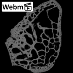 NH MER39 275 Mandrillus leucophaeus triquetrum right ct stack movie
