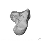 NH ZEN8 9 Mandrillus sphinx capitate left ulnar