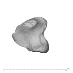 NH ZEN8 9 Mandrillus sphinx hamate left distal