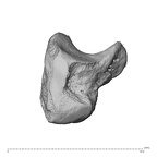 NH ZEN8 9 Mandrillus sphinx hamate left radial